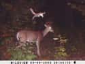 Pounce! on Random Trail Cams Revealed Hilarious, Hidden Lives Of Animals