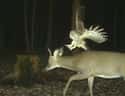 Go Big Or Go Home on Random Trail Cams Revealed Hilarious, Hidden Lives Of Animals