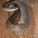African Rock Python on Random Insane, Otherworldly Creatures Of Nile River