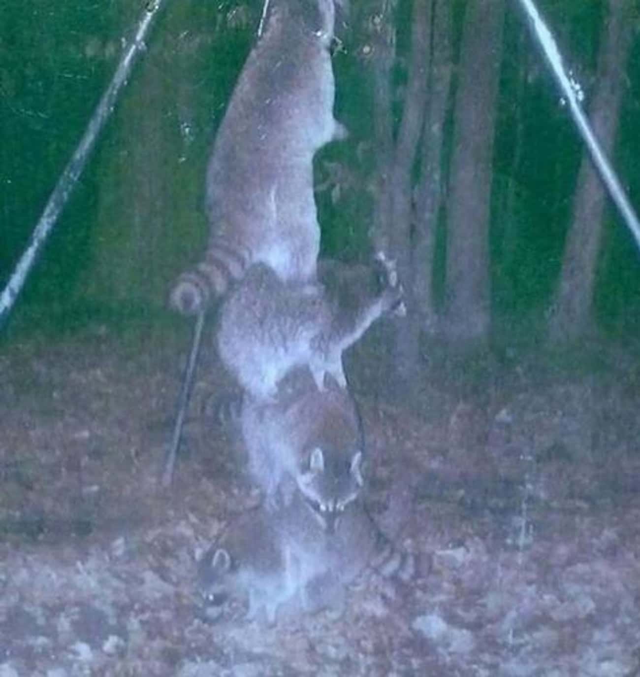 If You&#39;ve Ever Wondered What A Stack Of Raccoons Looks Like