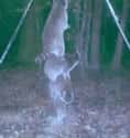 If You've Ever Wondered What A Stack Of Raccoons Looks Like on Random Trail Cams Revealed Hilarious, Hidden Lives Of Animals