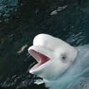 My, What A Big Smile You Have on Random Creepy Photos Of Beluga Whales And Manatees