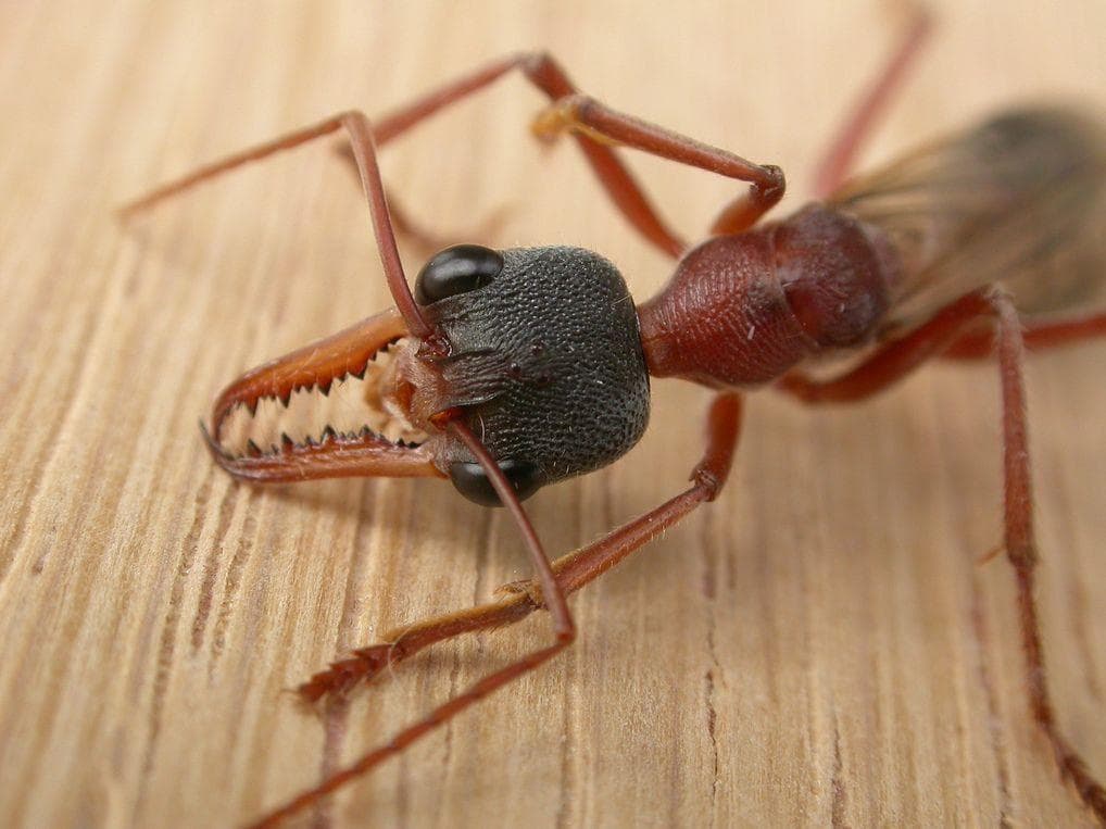 11 Terrifying Facts About Zombie Ants