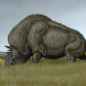 The Horns Of Elasmotherium Were Not Very Spectacular on Random Unicorn-Like Animals Existed 29,000 Years Ago