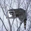 They Can Be Completely Unpredictable on Random Reasons Why You Should Never Own A Raccoon As A Pet