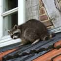 It's Hard To Find A Vet With Raccoon Experience on Random Reasons Why You Should Never Own A Raccoon As A Pet