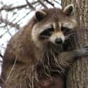 They Can Live Up To 20 Years on Random Reasons Why You Should Never Own A Raccoon As A Pet
