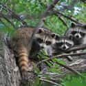 They Are Social Creatures Who Need To Be With Other Raccoons on Random Reasons Why You Should Never Own A Raccoon As A Pet