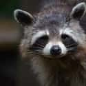 Owning A Raccoon Is Not Exactly Legal on Random Reasons Why You Should Never Own A Raccoon As A Pet
