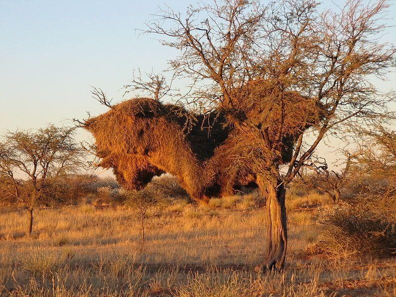25 Incredible Animal Nests That Are Nicer Than Your Studio Apartment