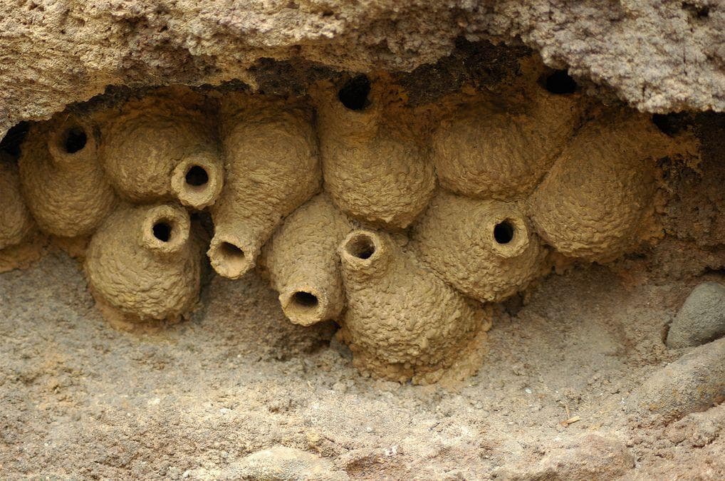 25 Incredible Animal Nests That Are Nicer Than Your Studio Apartment