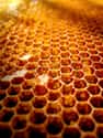 Honey From An Ancient Egyptian Tomb on Random Oldest Foods Ever Discovered By Archaeologists