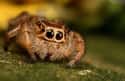 Just Look At Those Whiskers on Random Cute Lil' Spiders That'll Cure Your Arachnophobia