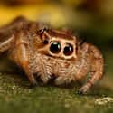 Just Look At Those Whiskers on Random Cute Lil' Spiders That'll Cure Your Arachnophobia