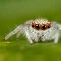 That's Some Fancy Eyeliner on Random Cute Lil' Spiders That'll Cure Your Arachnophobia