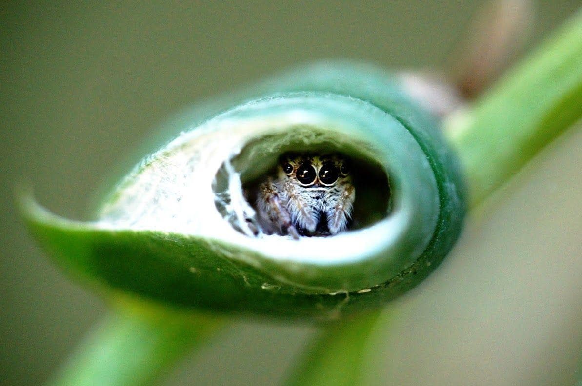 12 Cute Lil Spiders That'll Cure Your Arachnophobia (Photos)