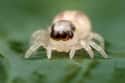 This Little Guy Probably Couldn't Hurt A Fly on Random Cute Lil' Spiders That'll Cure Your Arachnophobia