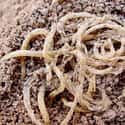 4,000-Year-Old Noodles on Random Oldest Foods Ever Discovered By Archaeologists
