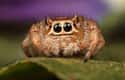 It Just Wants To Be Your Best Friend on Random Cute Lil' Spiders That'll Cure Your Arachnophobia