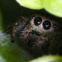 Hiding From All The Big, Mean Spideys on Random Cute Lil' Spiders That'll Cure Your Arachnophobia