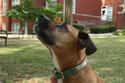 The American Humane Society Called Cesar Millan 'Cruel And Dangerous' on Random Controversies Surrounding Cesar Millan, The Dog Whisperer