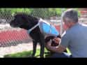Cesar Millan Was Investigated For Animal Cruelty on Random Controversies Surrounding Cesar Millan, The Dog Whisperer