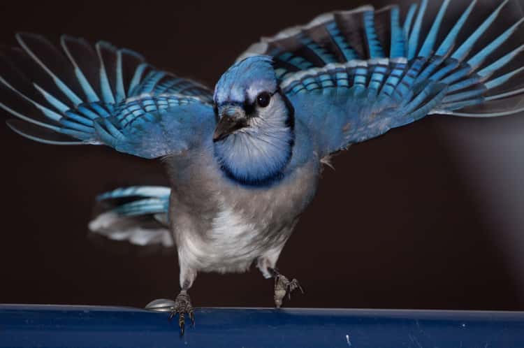 Blue Jay Facts You May Not Know, A Birds Delight