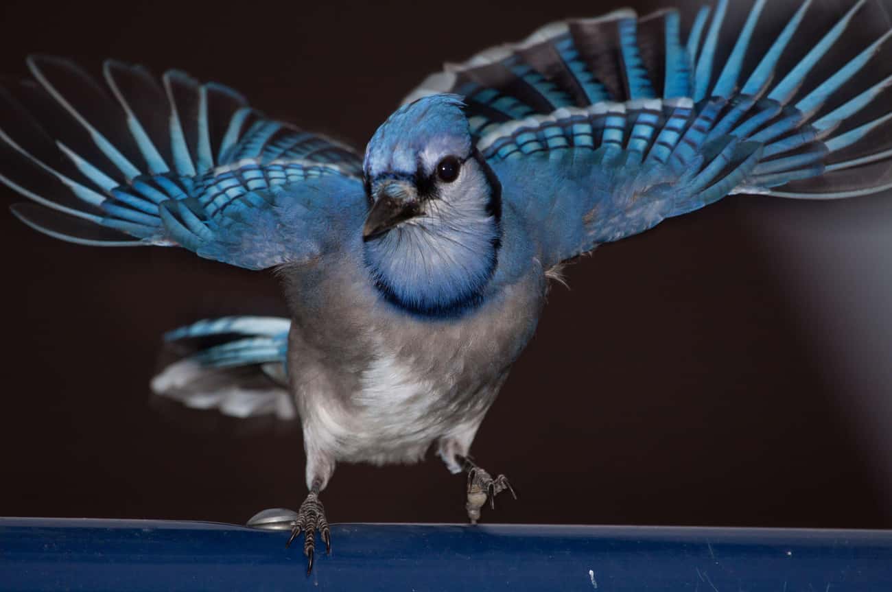 Blue Jays Have A Reputation For Aggressively Bullying Other Birds, But They’re Pretty Cool With Other Blue Jays