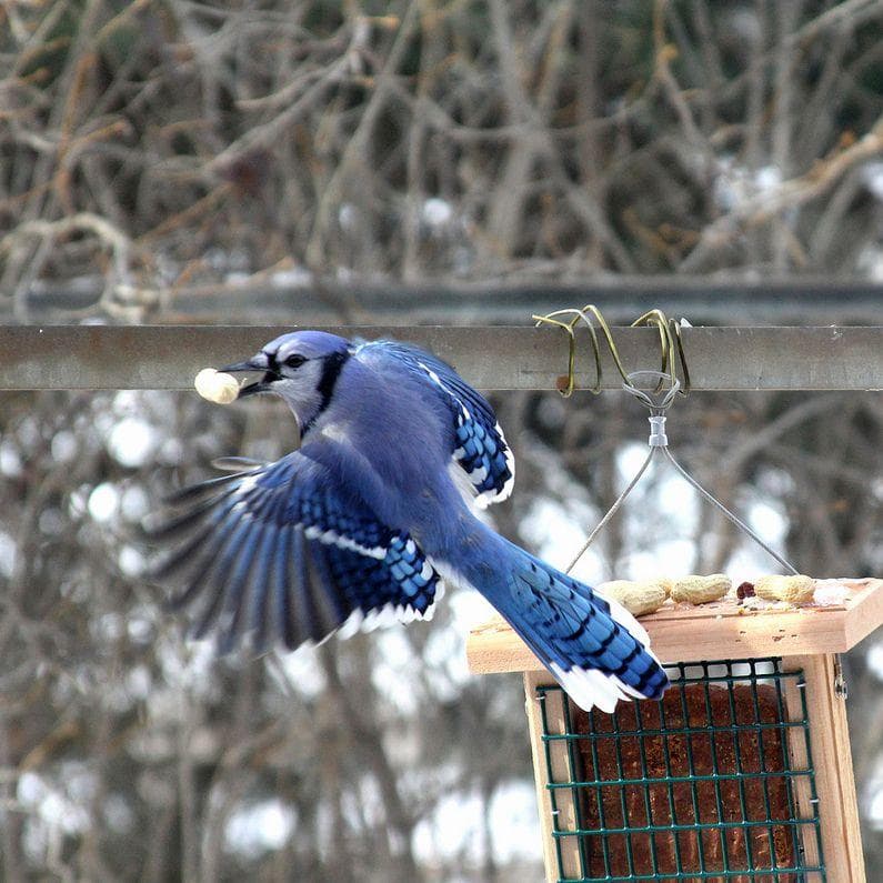 Blue Jays May Be Cute But They Re Airborne Jerks Of The Highest Order