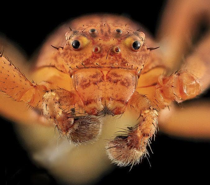 15 Captivating And Creepy Close-Ups Of Spider Faces