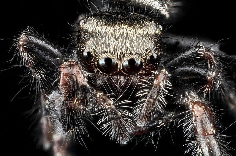 Жуки тарантулы фото Tarantula Araignée, Arachnides, Insectes