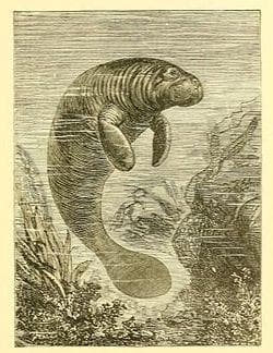 People From History Who Claimed To Have Encountered Mermaids