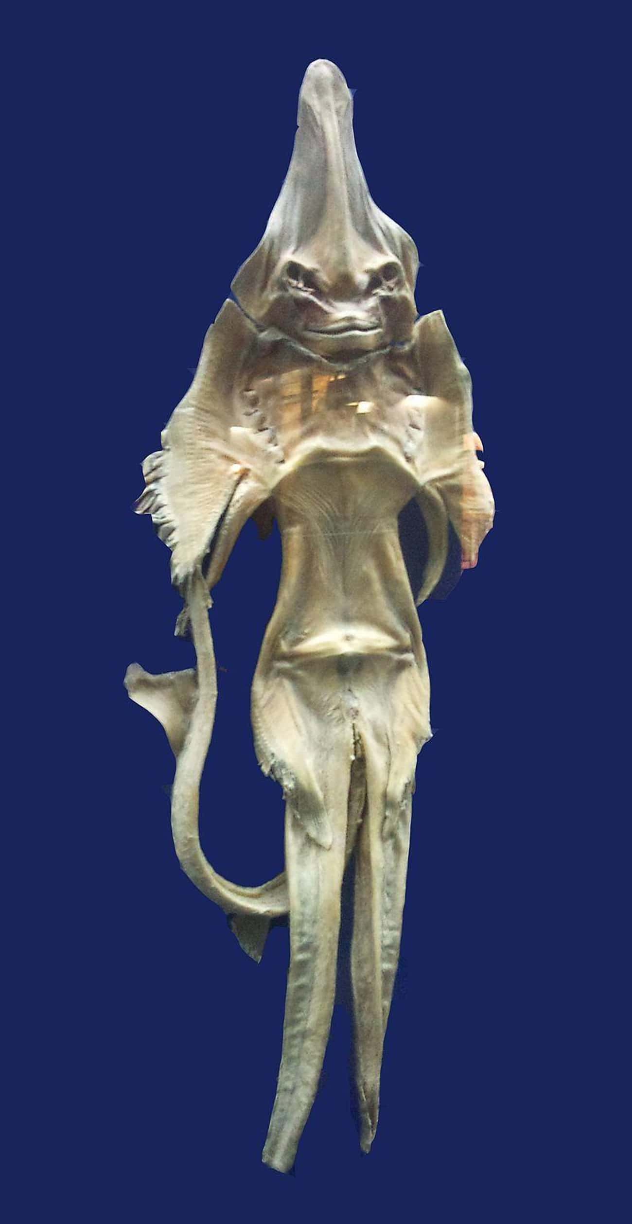 Sailors Collected Little 'Mermaids' Called Jenny Hanivers In The 1500s