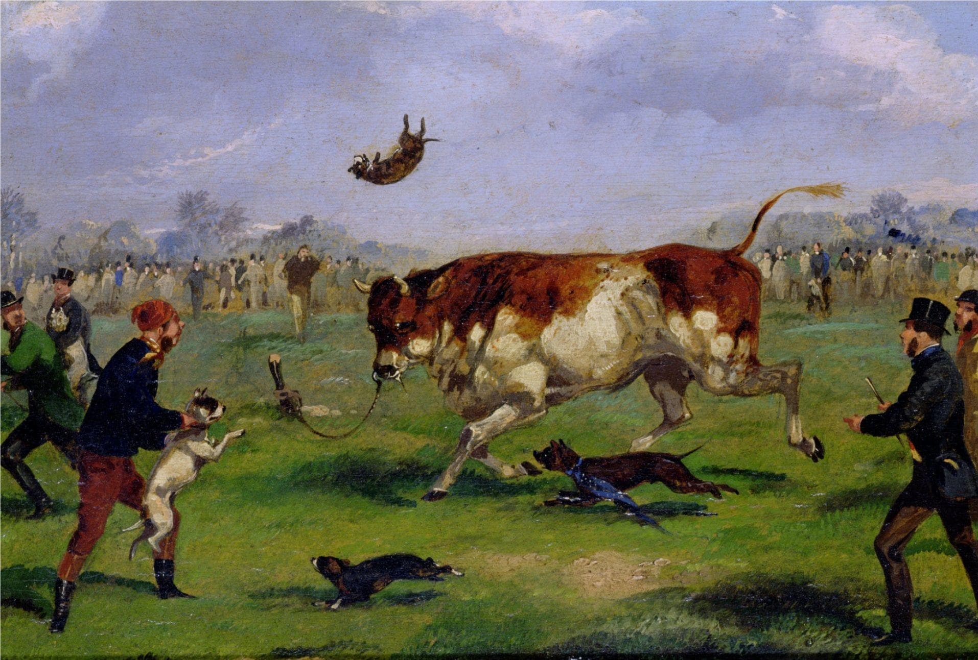 11 Problems With Bulldogs Caused Through Breeding