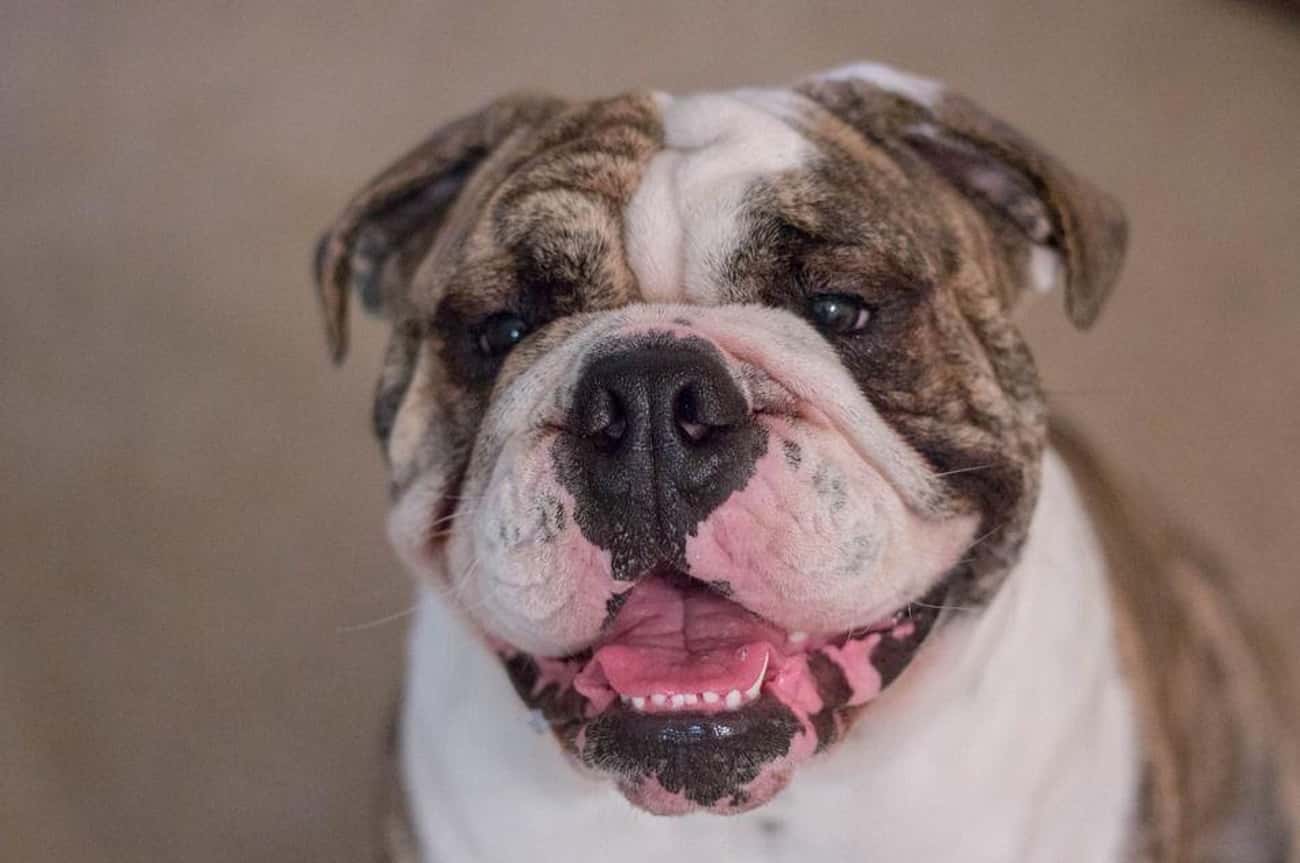 Bulldogs Are The Fourth Most Popular Breed In America