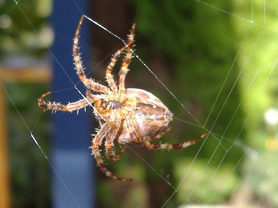 Image of Random Surprising Historical Items That Were Created Using Spider Silk