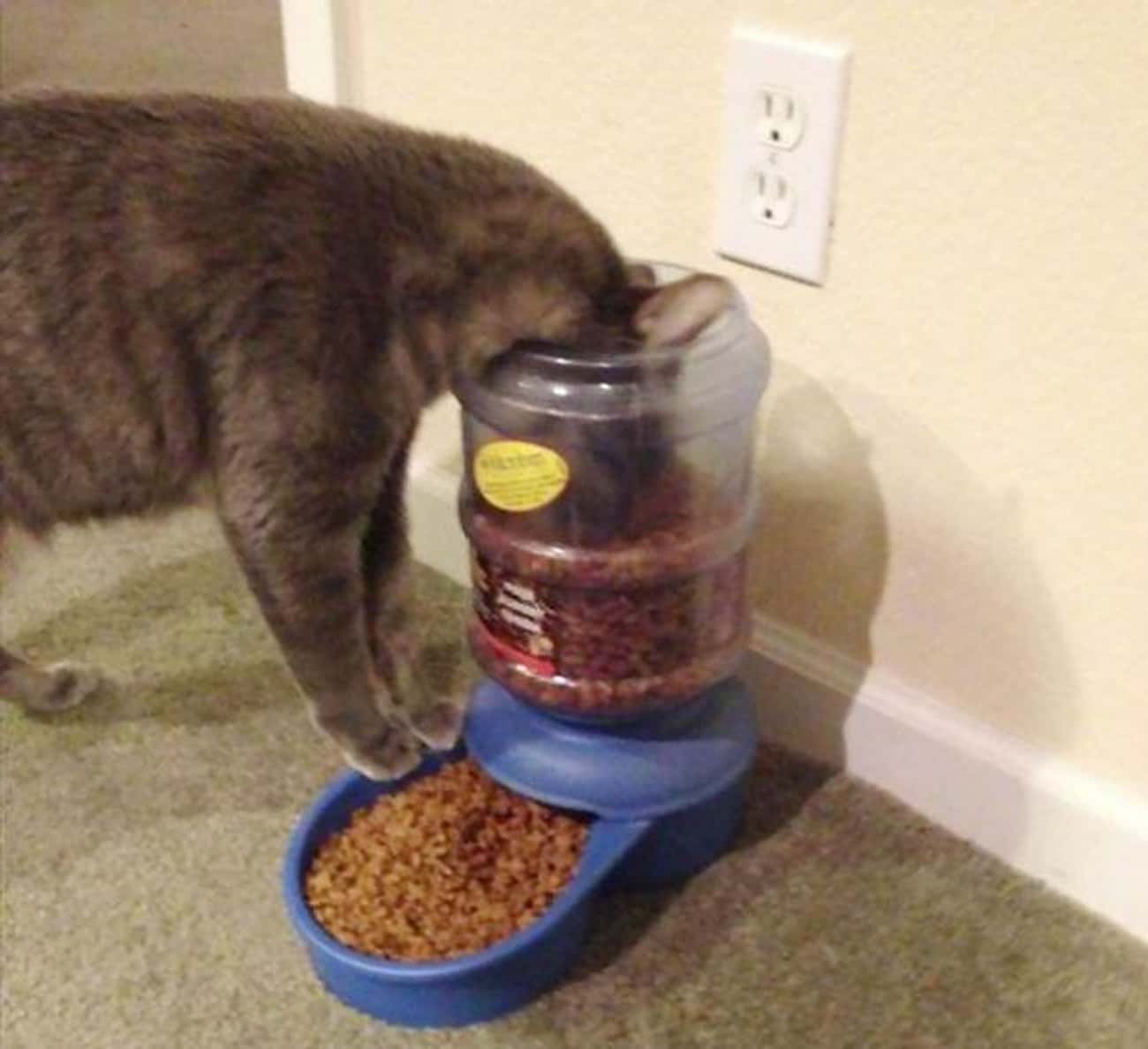 Cats Can Never Be Told How Or What To Eat