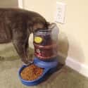 Cats Can Never Be Told How Or What To Eat on Random First-World Rebels Who Do What They Want