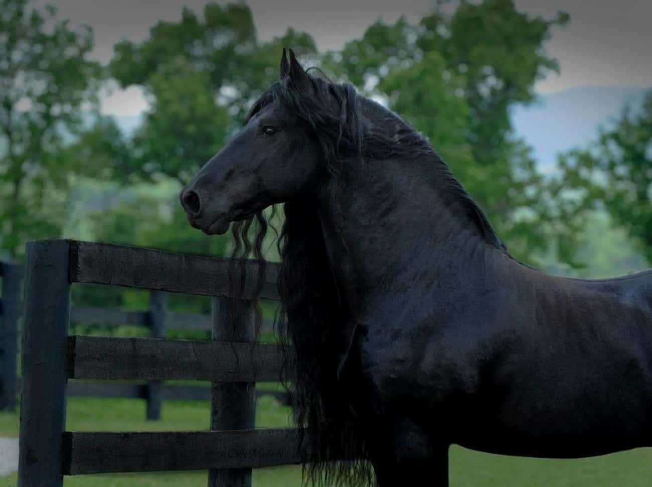Frederik The Great's Luscious Mane Melts The Internet's Heart