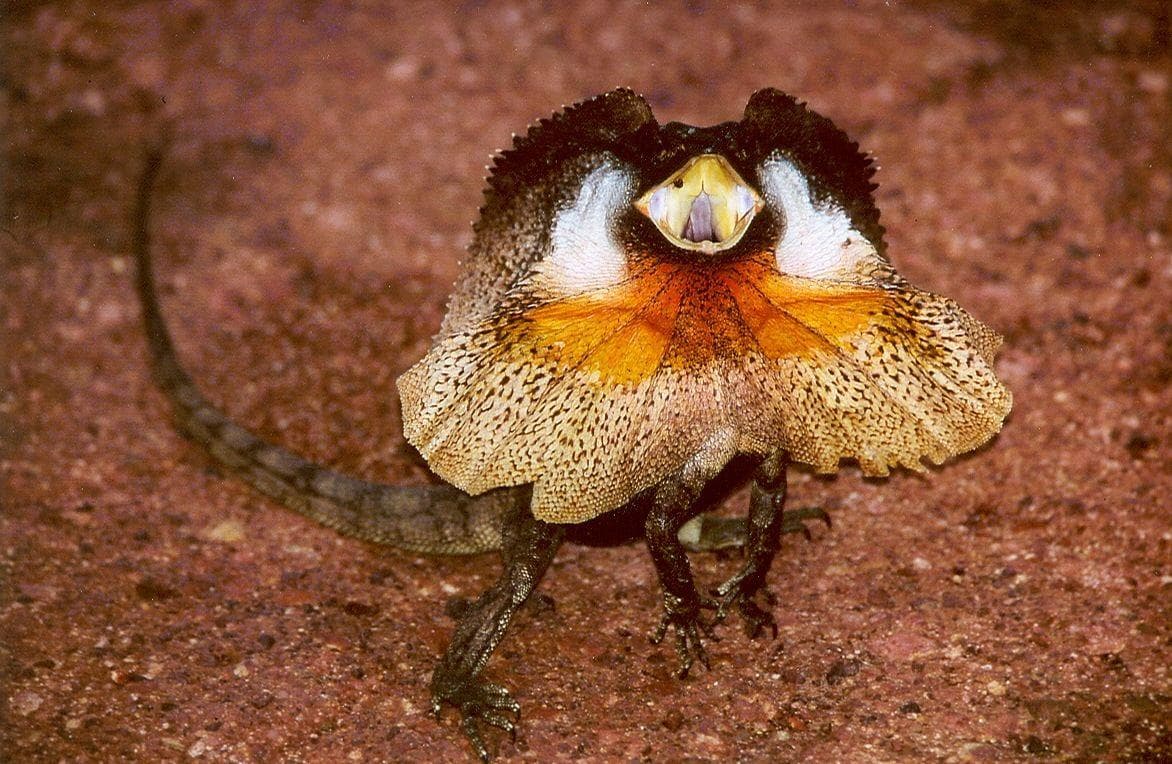 19 Evil Lizard Photos That Prove They Are The Devil's Minions
