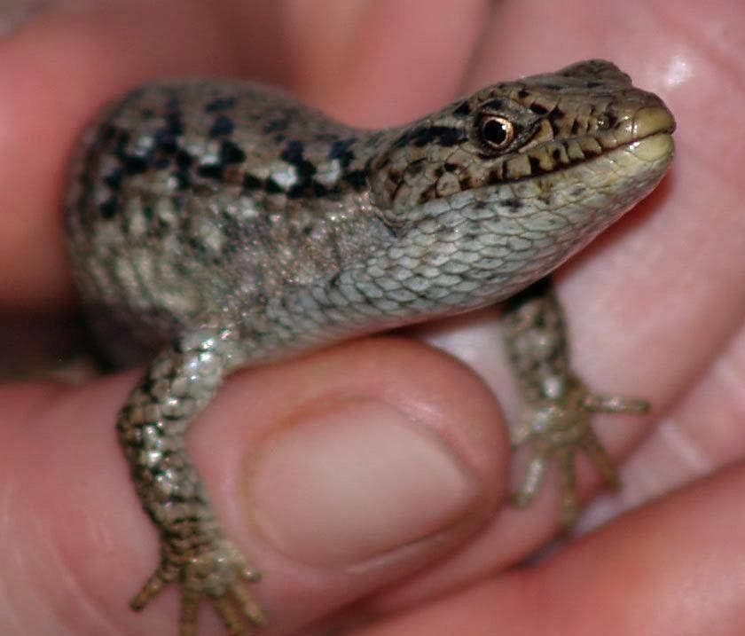 19 Evil Lizard Photos That Prove They Are The Devil's Minions