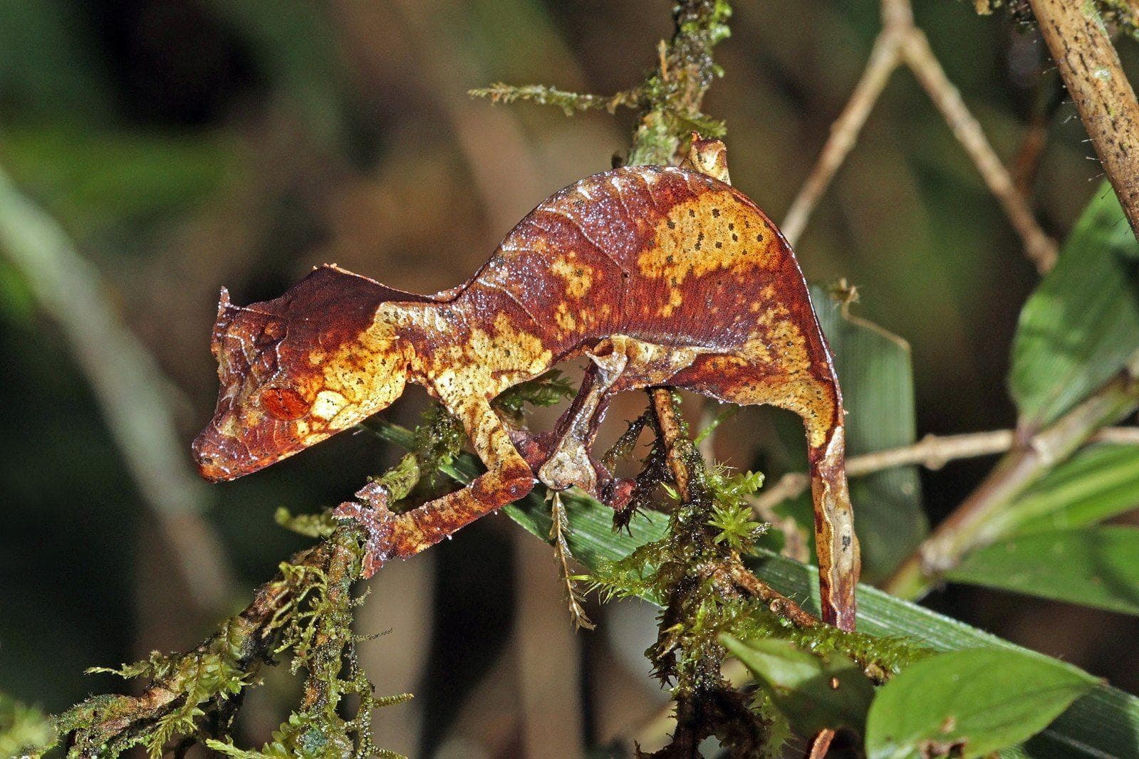 19 Evil Lizard Photos That Prove They Are The Devil's Minions
