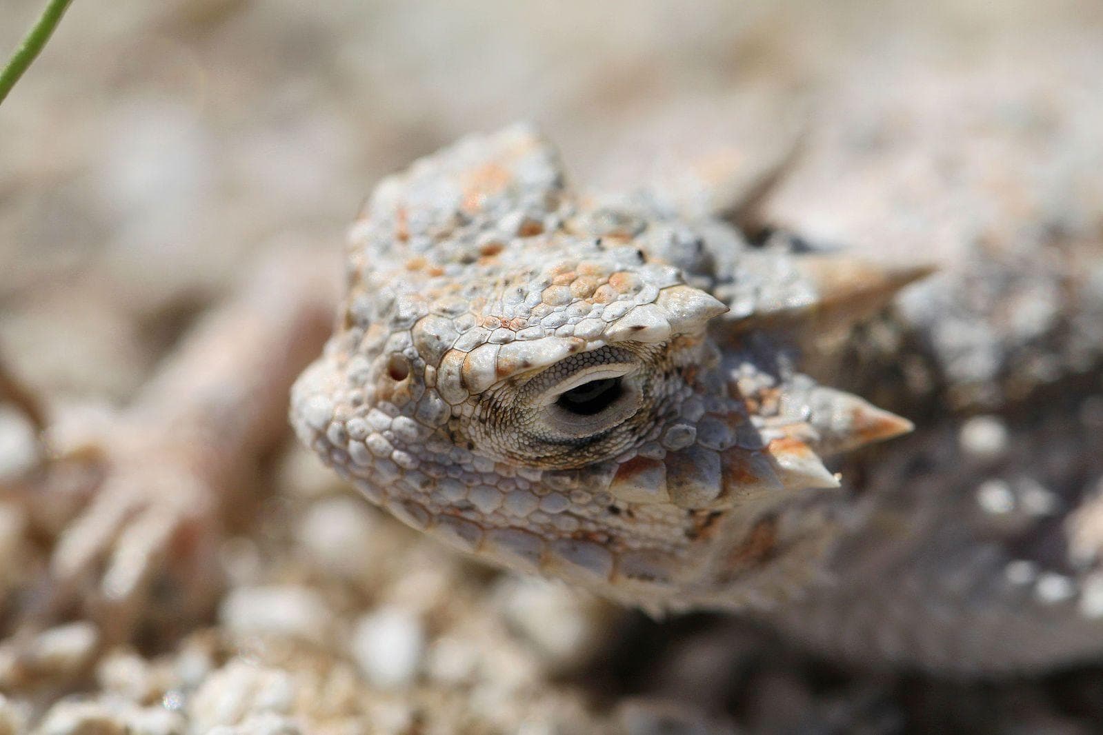19 Evil Lizard Photos That Prove They Are The Devil's Minions