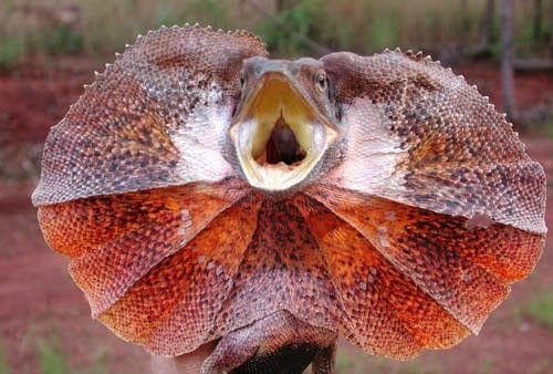 19 Evil Lizard Photos That Prove They Are The Devil's Minions