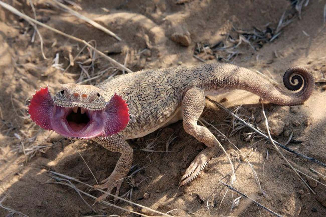 This Lizard&#39;s Mouth Is Made For Sucking Souls