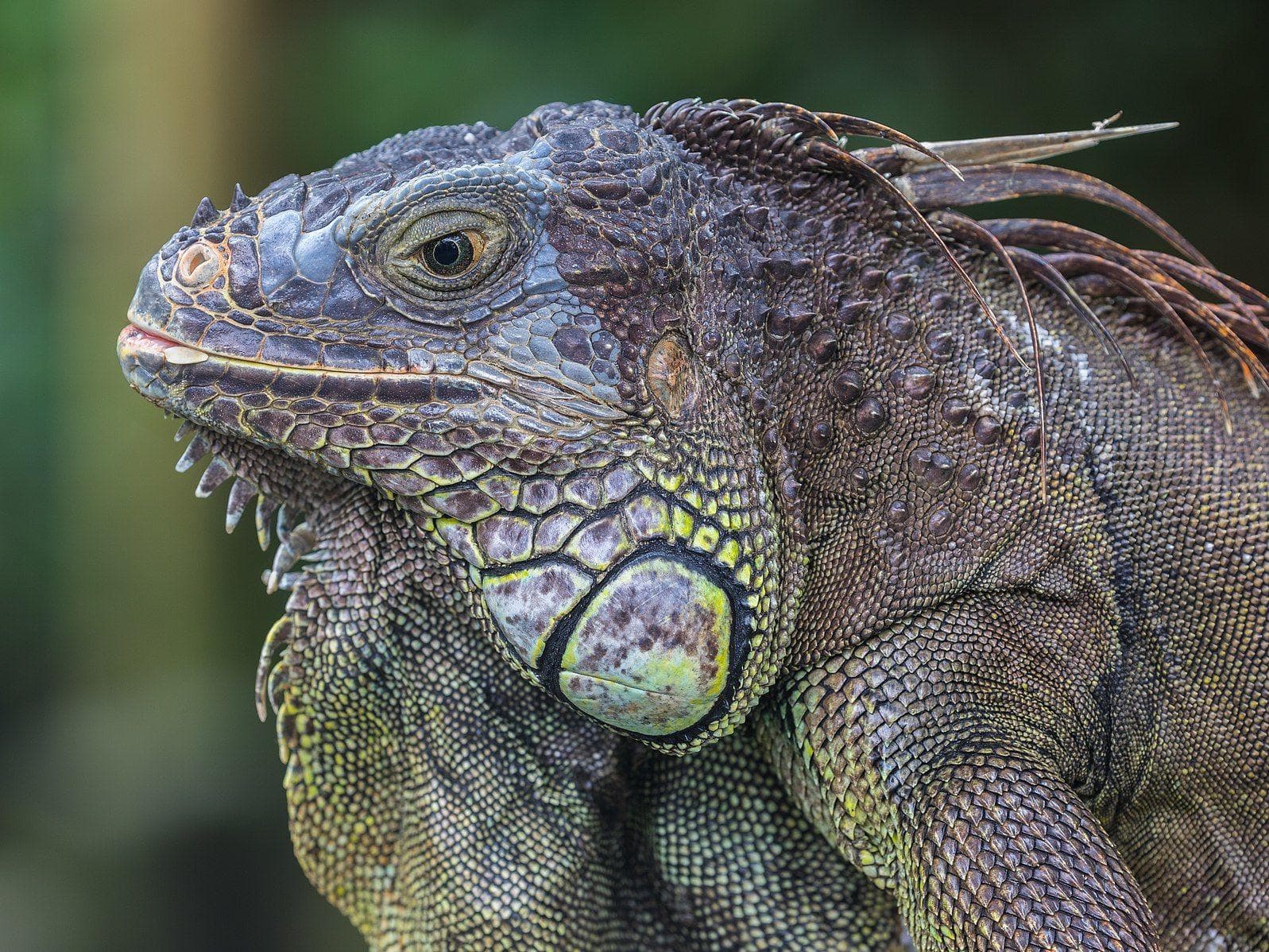 19 Evil Lizard Photos That Prove They Are The Devil's Minions