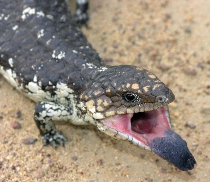 19 Evil Lizard Photos That Prove They Are The Devil's Minions