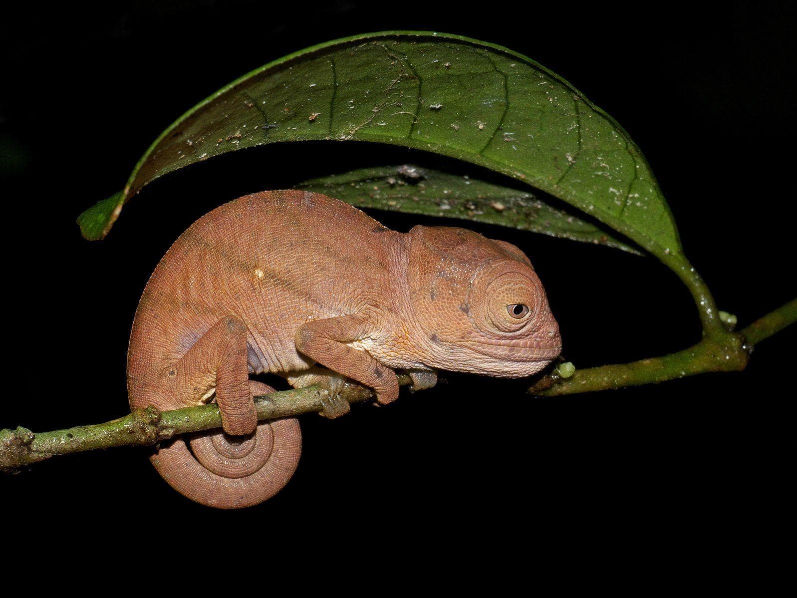 19 Evil Lizard Photos That Prove They Are The Devil's Minions