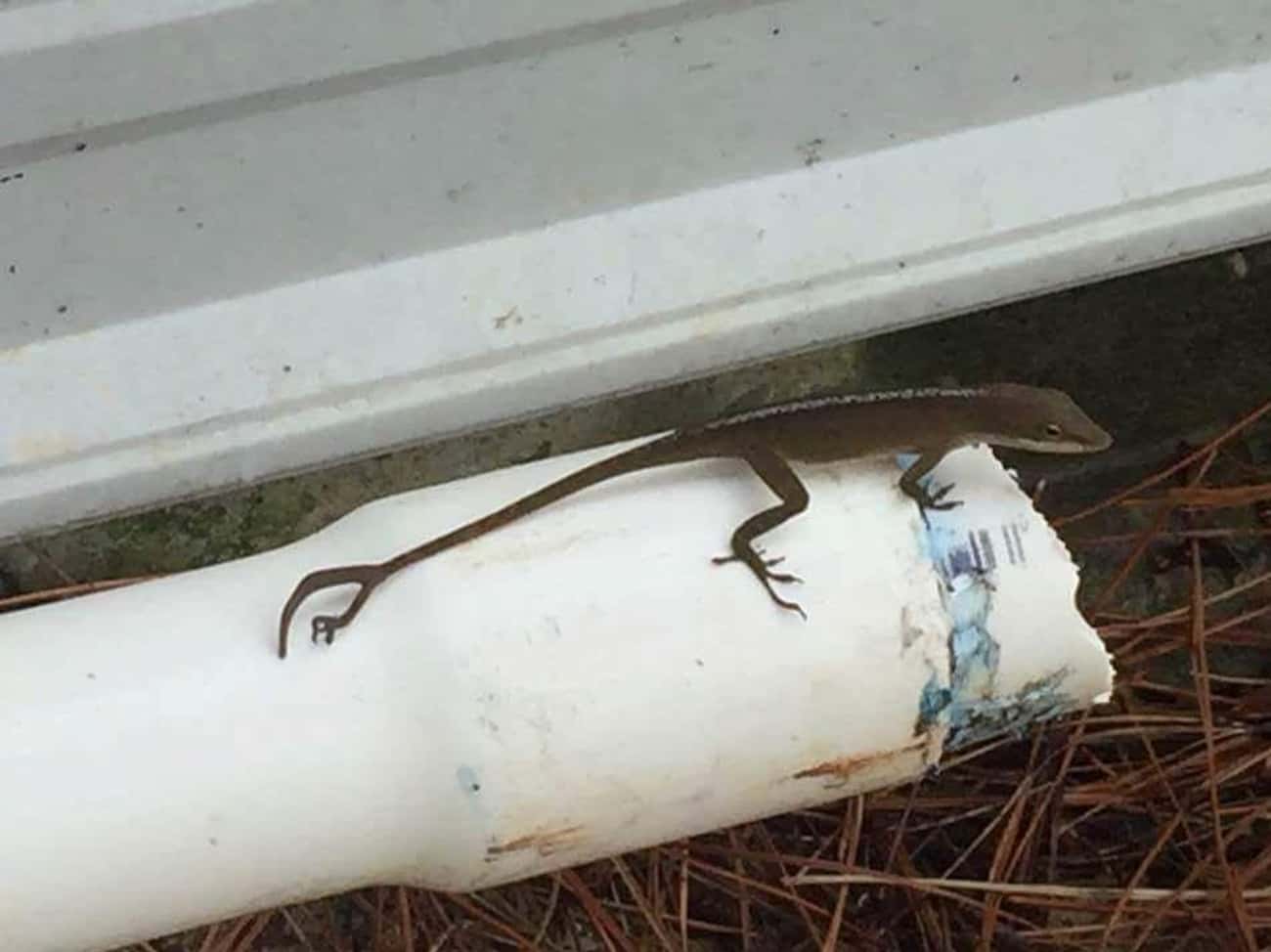This Lizard Appears To Have An Extra Foot On Its Tail