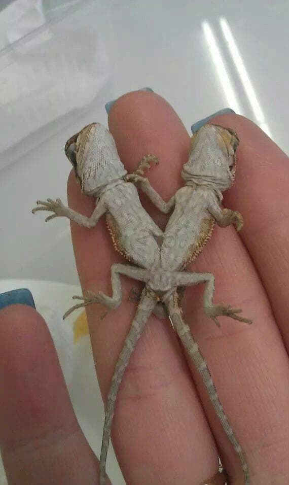 15 Bizarre Lizard Mutations That Belong in Freak Shows (Photos)